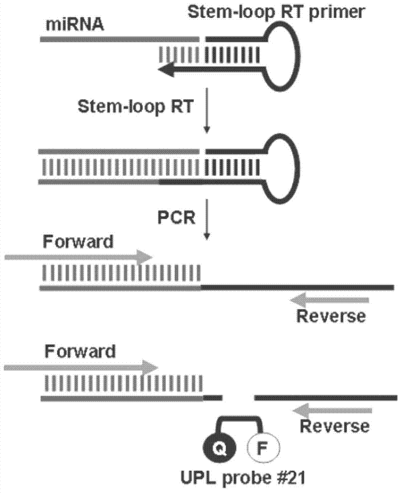 MicroRNA biological markers for early lung cancer diagnosis and application thereof
