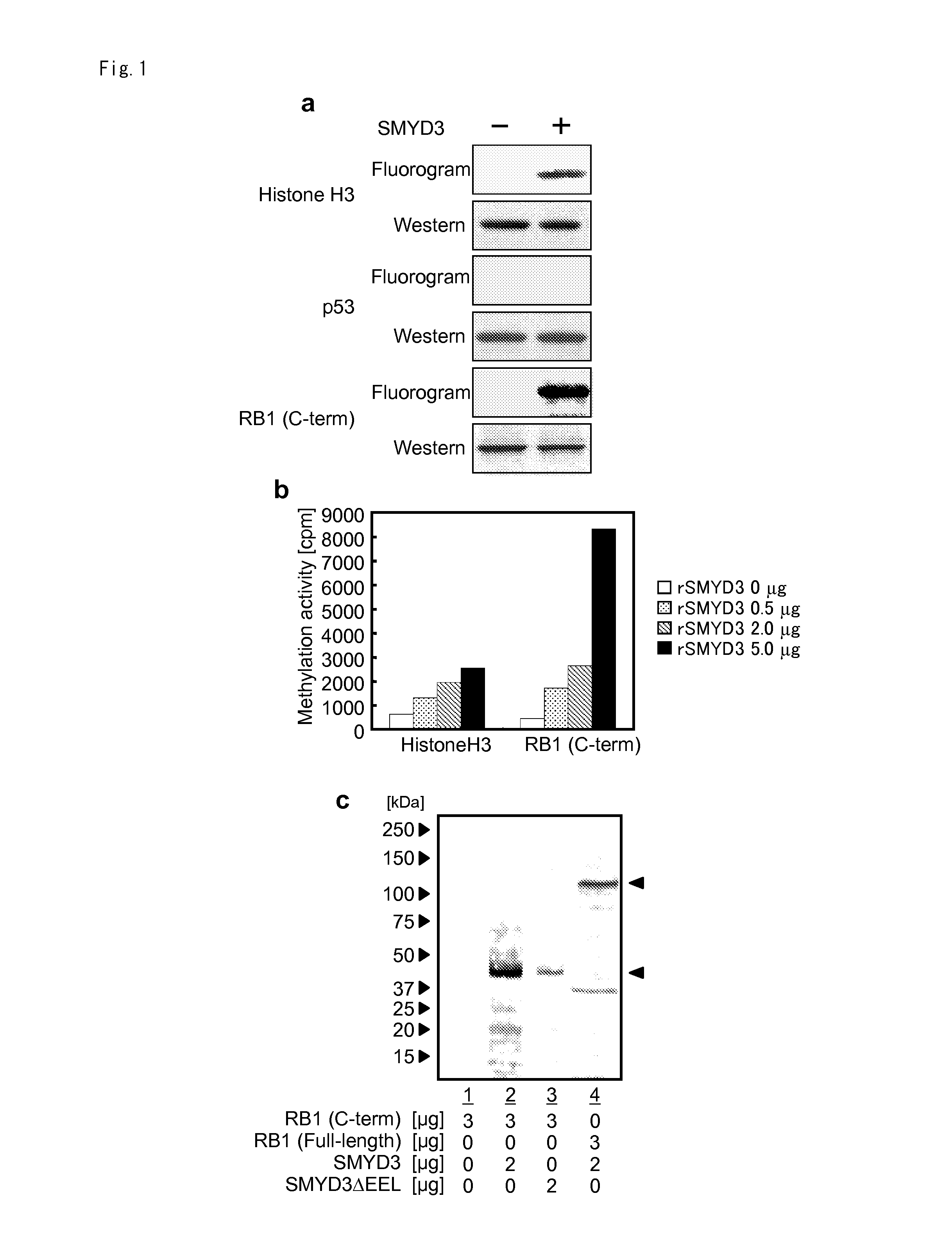 Methods of modulating smyd3 for treatment of cancer