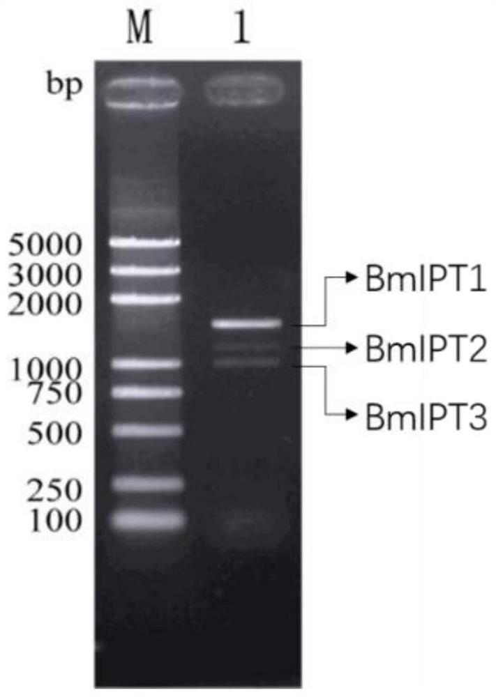 Bombyx mori tRNA prenyltransferase gene and its recombinant vector and application