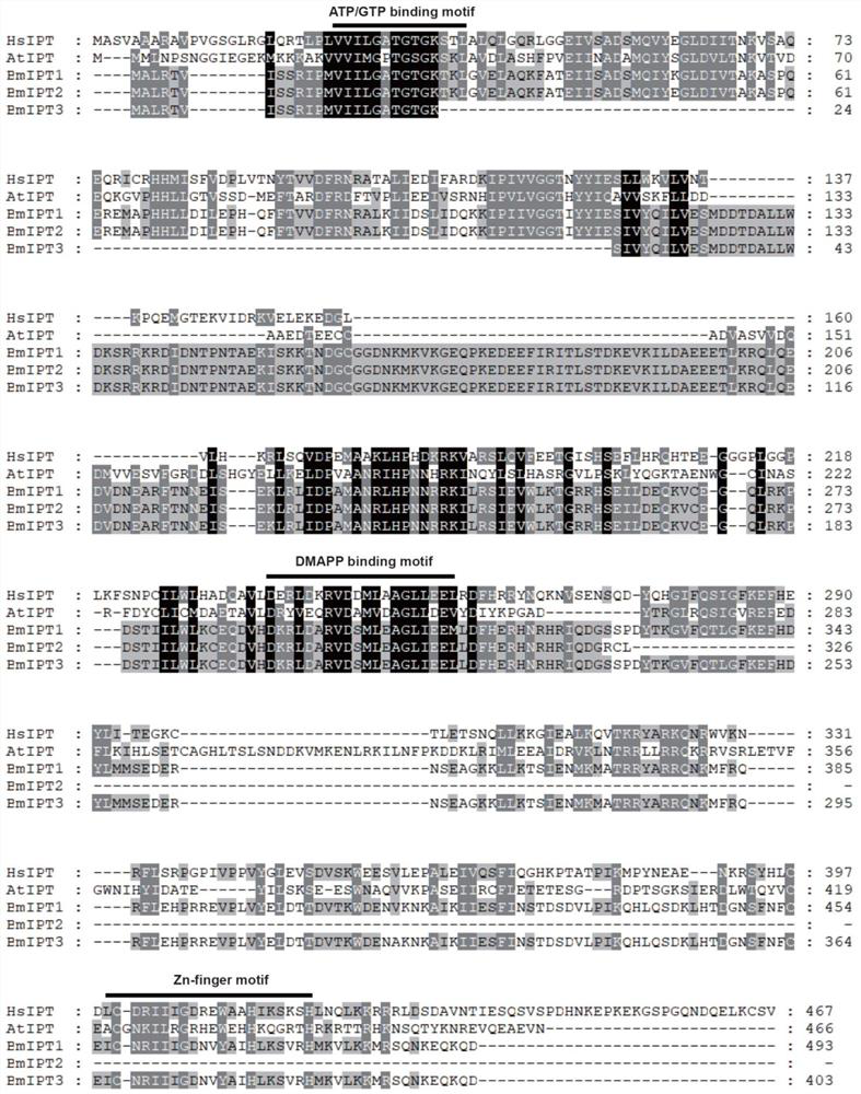 Bombyx mori tRNA prenyltransferase gene and its recombinant vector and application