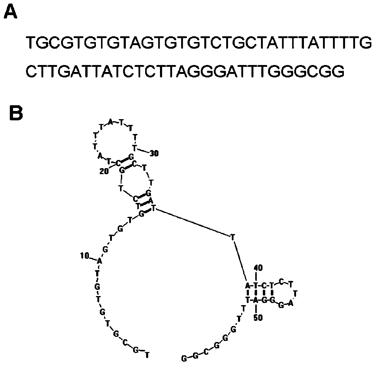 A kind of her2 nucleic acid aptamer and its application
