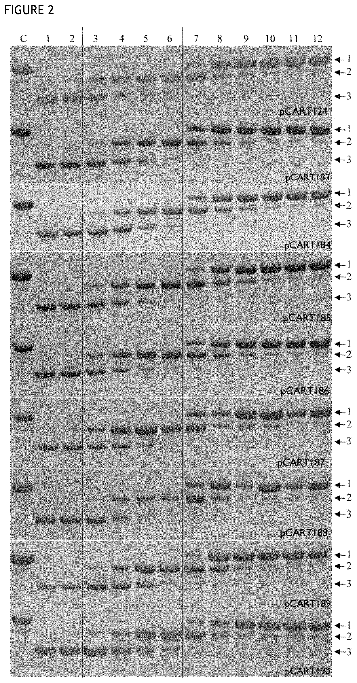 Cysteine protease