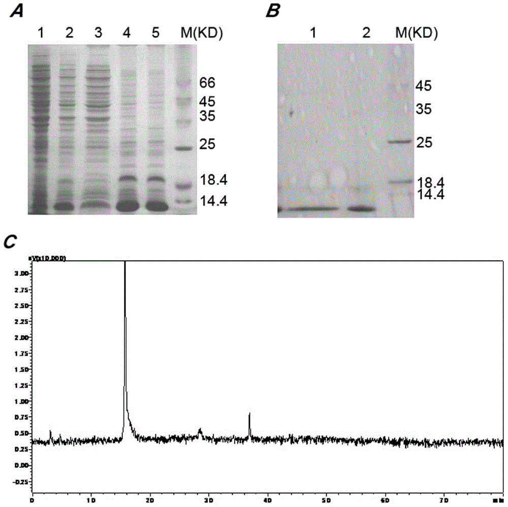 Purifying and renaturation method for scorpion toxin protein inclusion body and application