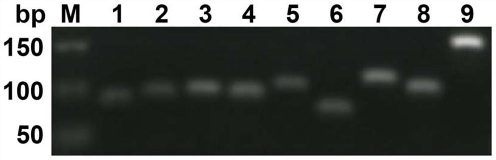 Internal reference gene hsa_circ_0000471 of human tissue/cell circular RNA and its application