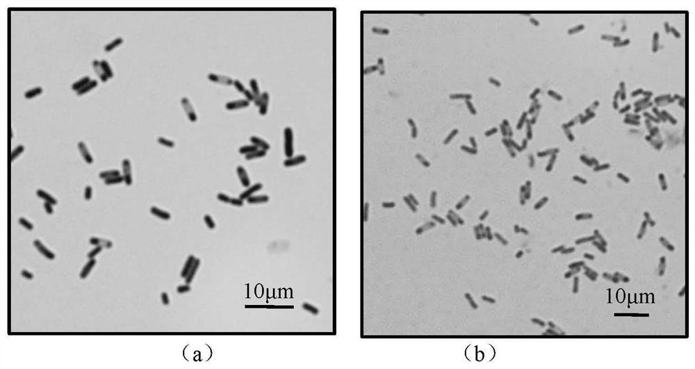 A strain of Bacillus alpinus capable of dissolving potassium and its application