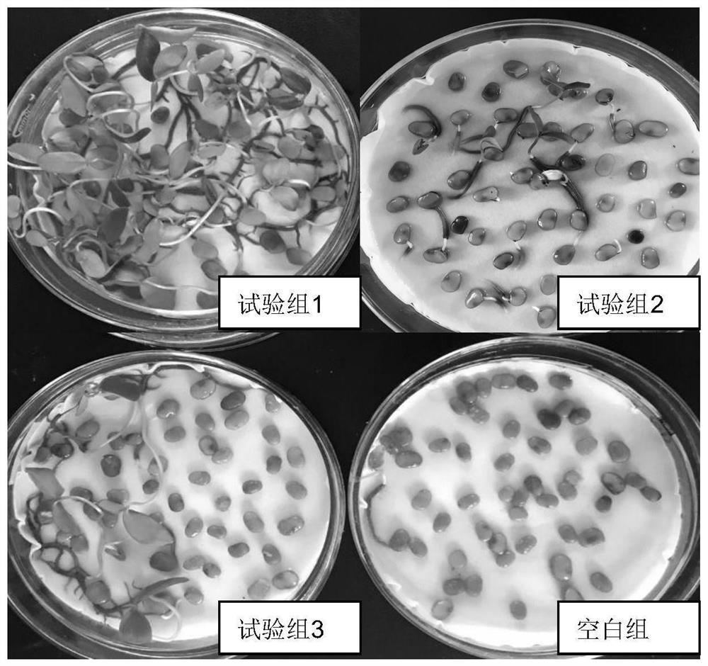 A method for improving the germination rate of Japanese wild sumac seeds and rapid germination