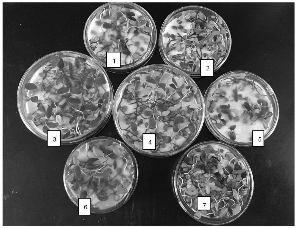 A method for improving the germination rate of Japanese wild sumac seeds and rapid germination