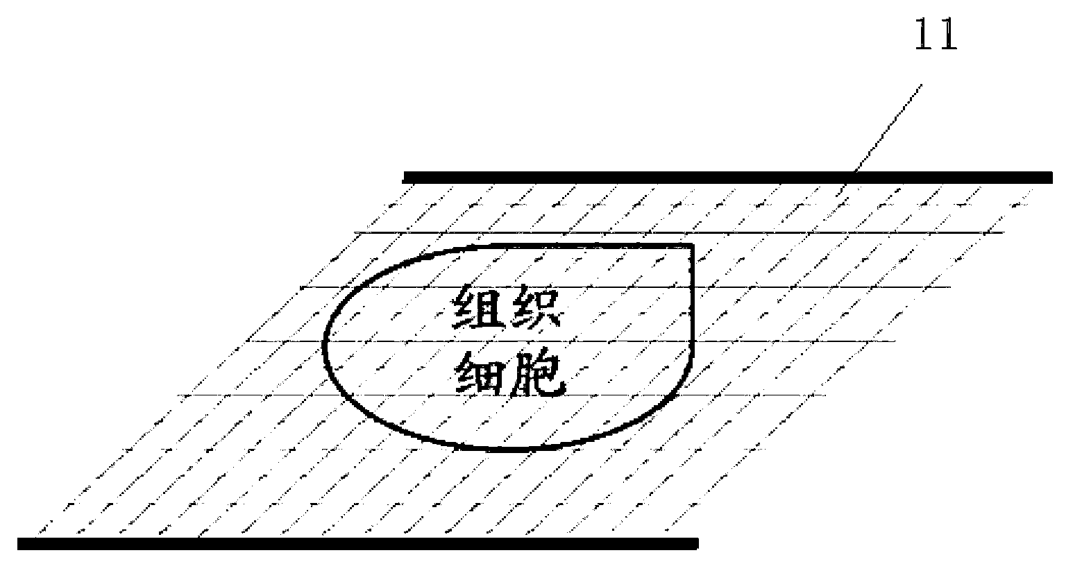 Multifunctional tissue cell stereology quantitative analysis slide system