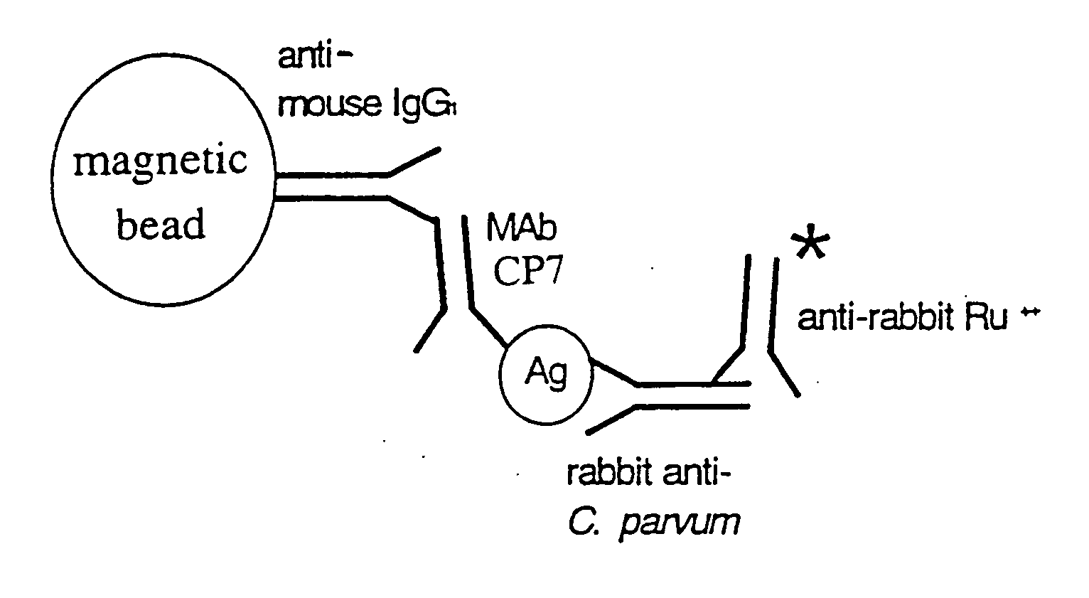 Reagent and method for detecting a cryptosporidium parvum sporozoite antigen