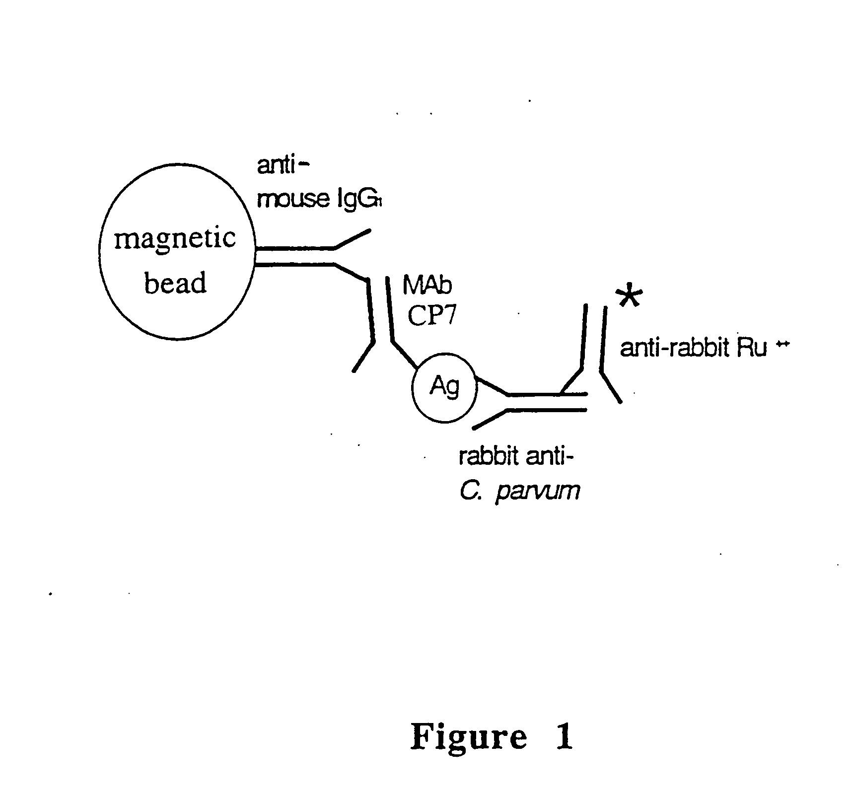 Reagent and method for detecting a cryptosporidium parvum sporozoite antigen