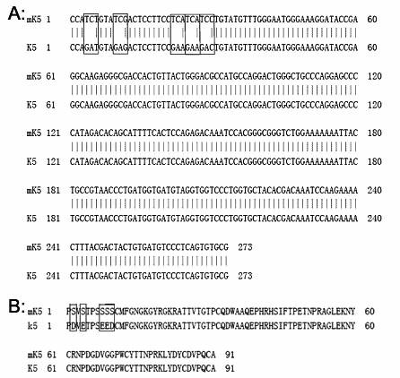 Mutant human plasminogen kringle5, preparation method and application thereof