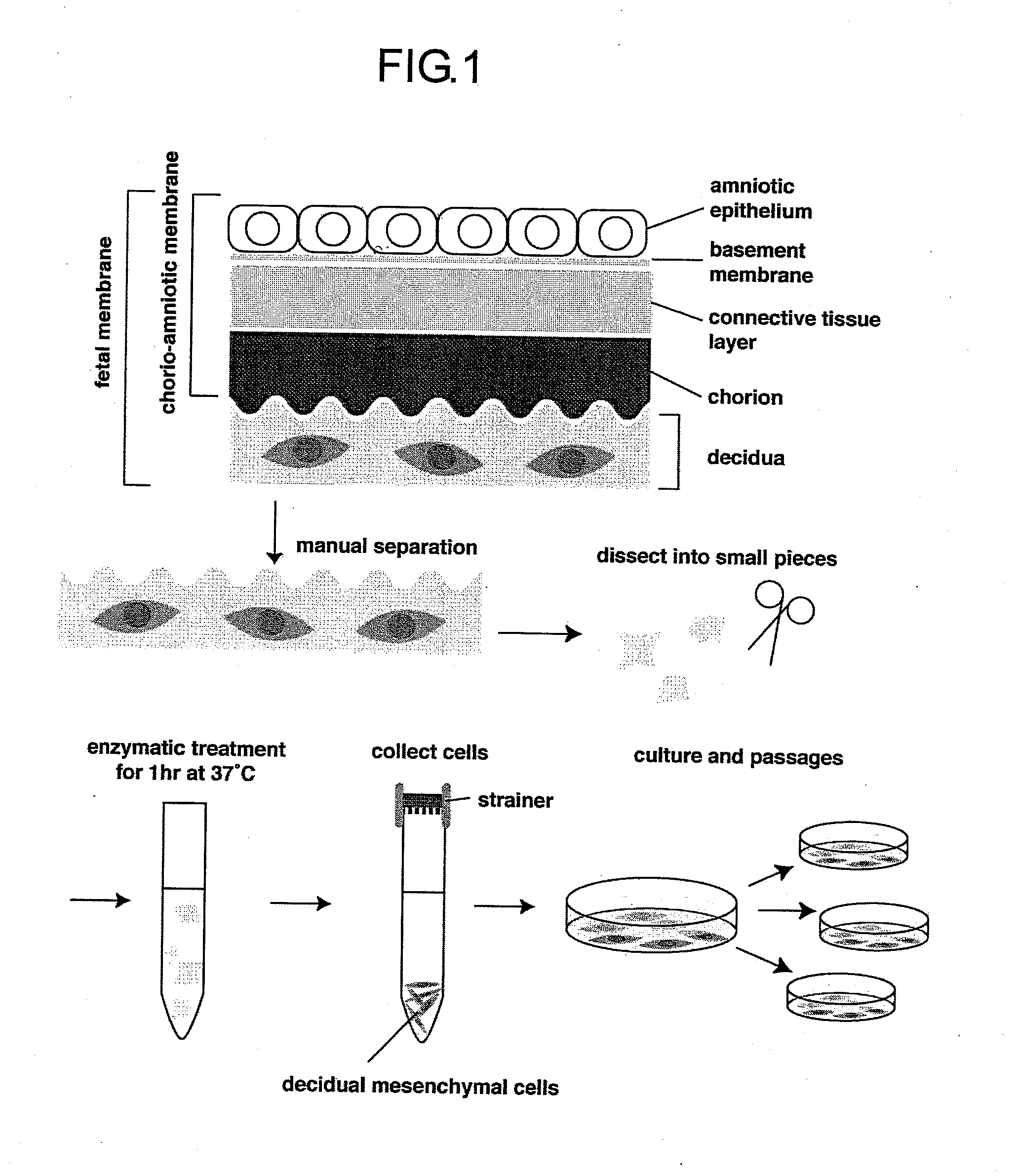 Method of culturing pluripotent stem cells using extracellular matrix from fetal membrane-derived cells