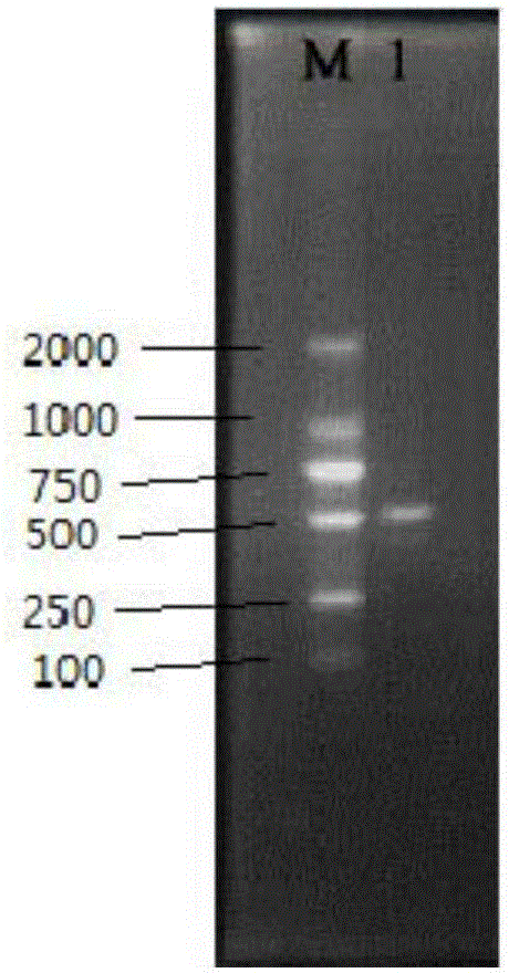 CRISPR-based Escherichia coli O157:H7 strain detection reagent box and detection method