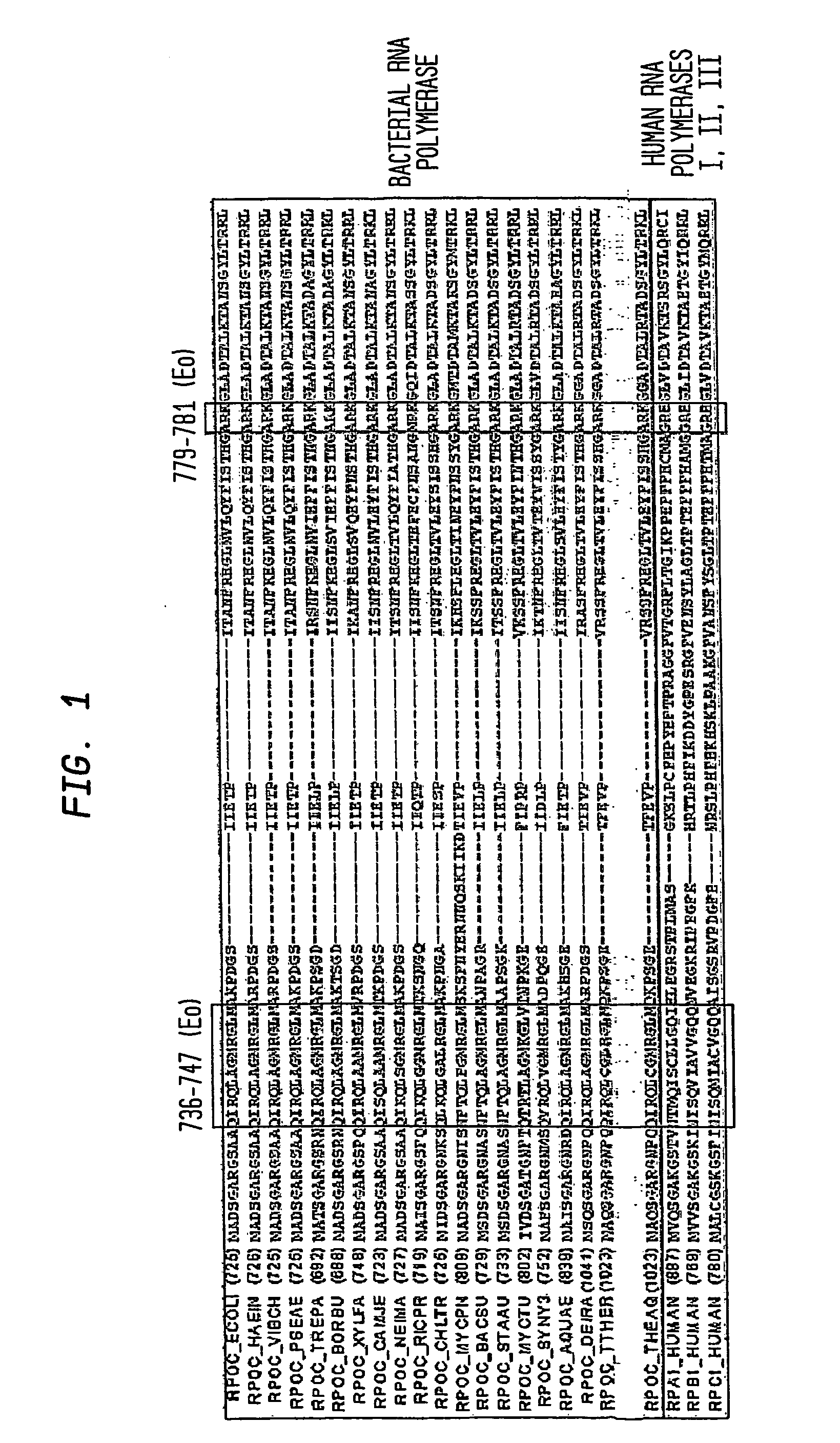 Target And Method For Inhibition Of Bacterial Rna Polymerase Minimized Derivatives Of Peptide Antibiotic Mccj25