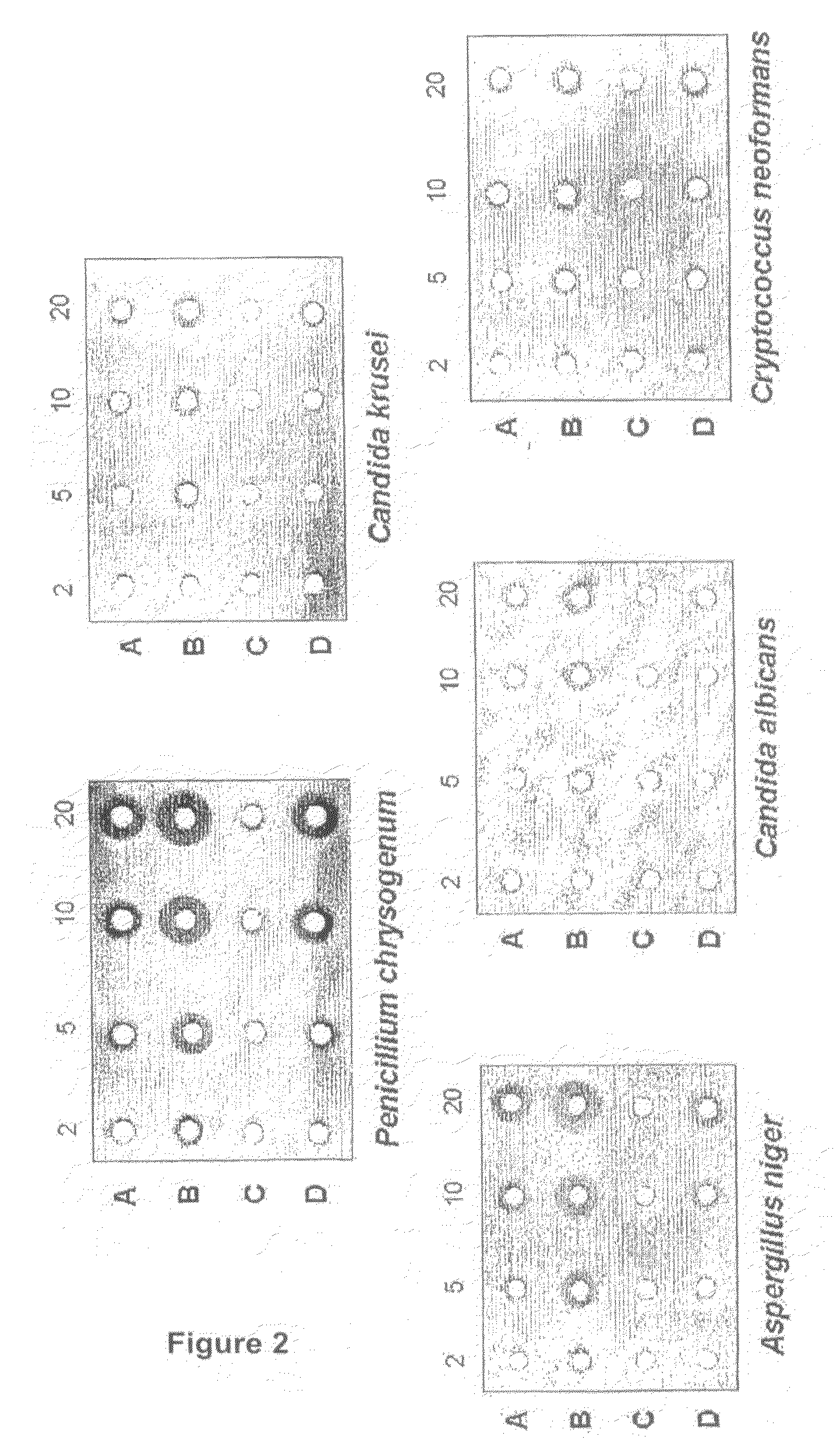 Polyene Antibiotics, Compositions Containing Said Antibiotics, Method and Micro-Organisms Used to Obtain Same and Applications Thereof