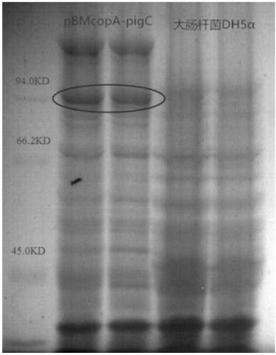 Escherichia coli expression vector pBMcopA and application thereof