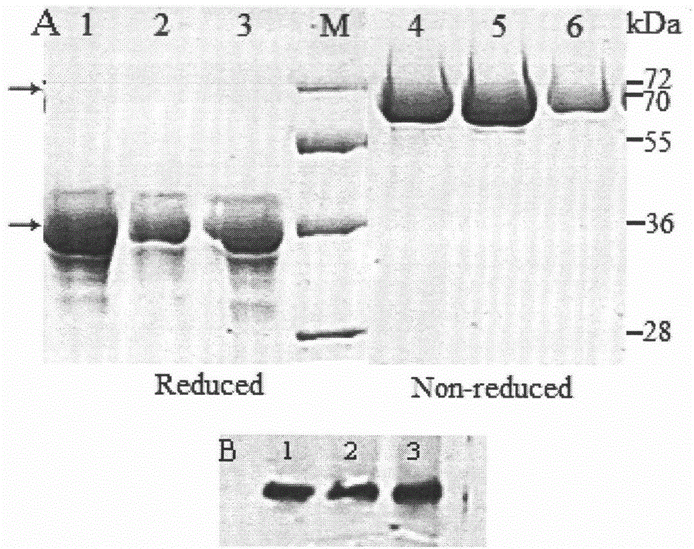 Insulin mimetic peptide fusion protein and mutants and applications thereof