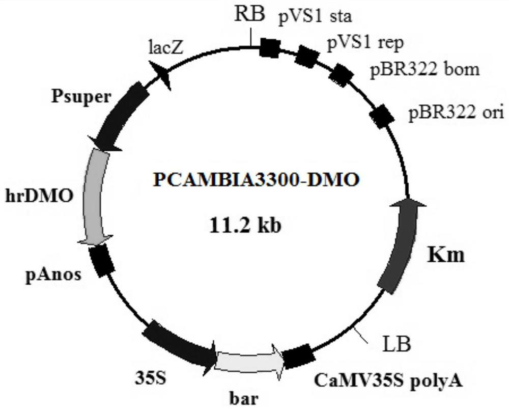 A method of improving soybean herbicide resistance to dicamba and plant photosensitivity by transgenic dmo