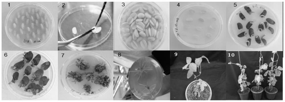A method of improving soybean herbicide resistance to dicamba and plant photosensitivity by transgenic dmo