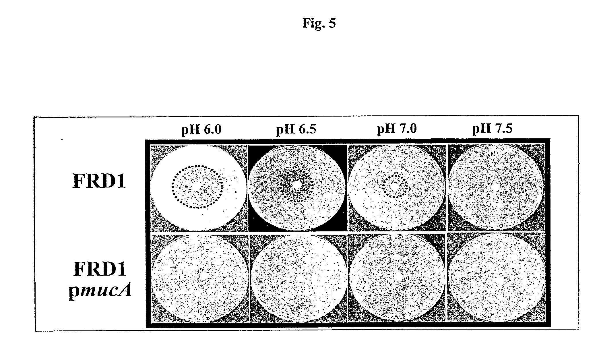 Methods for Treating Bacterial Respiratory Tract Infections in an Individual Using Acidified Nitrite