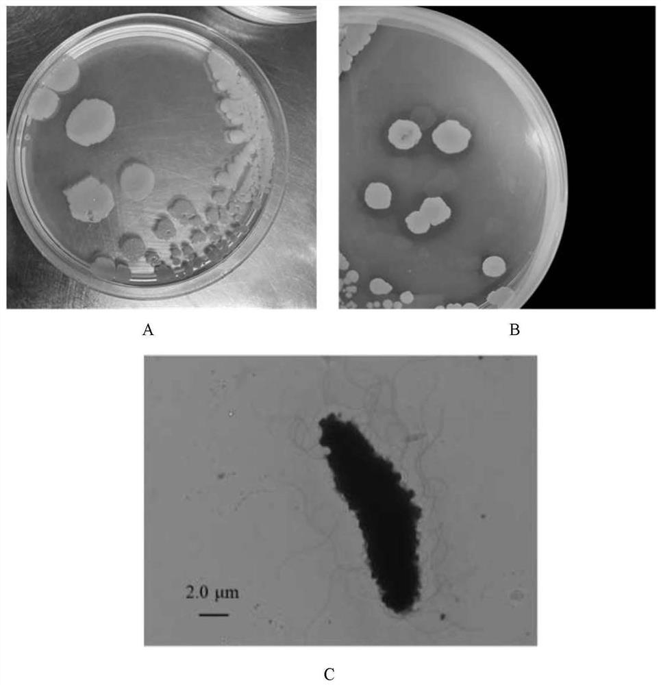 Degradation strain of cyanophenyl herbicide and microbial inoculum produced by degradation strain