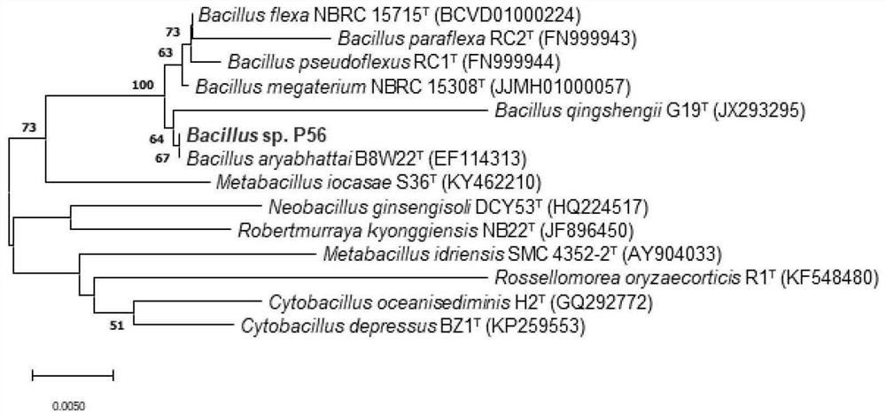 Degradation strain of cyanophenyl herbicide and microbial inoculum produced by degradation strain