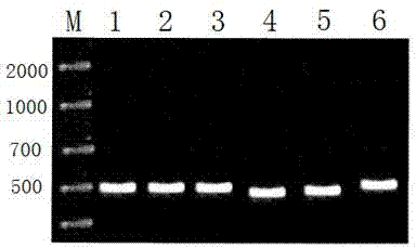 Detecting kit for polymorphism of warfarin pharmacogenetics genes CYP2C9 and VKORC1
