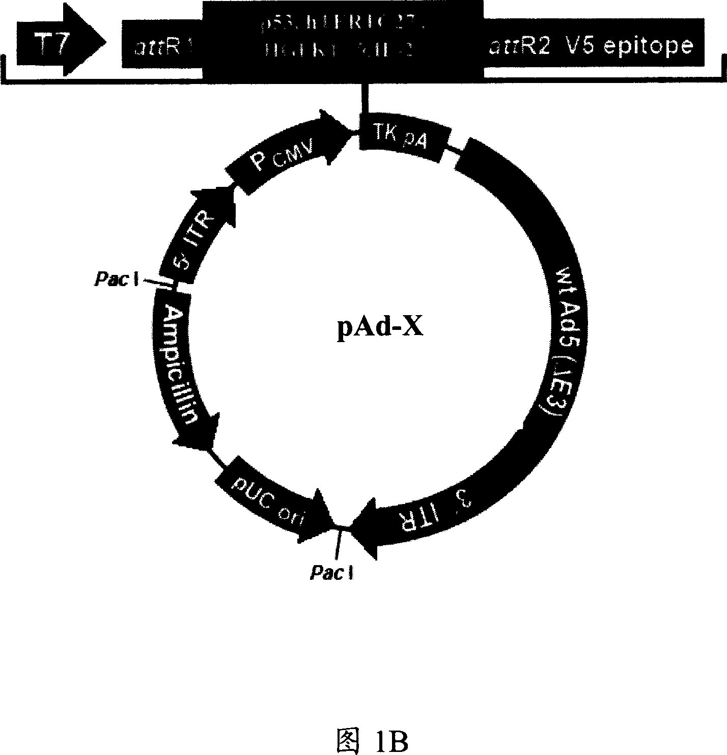 Compsn of anti-blood generating factor contg adeno-associated virus mediation and its application