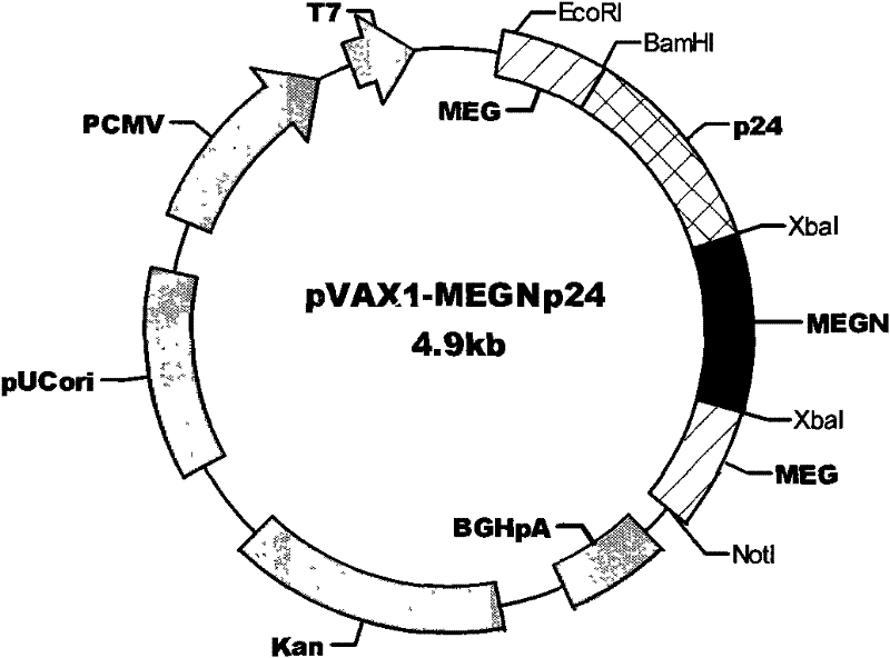 HIV composite multi-epitope DNA vaccine and application thereof