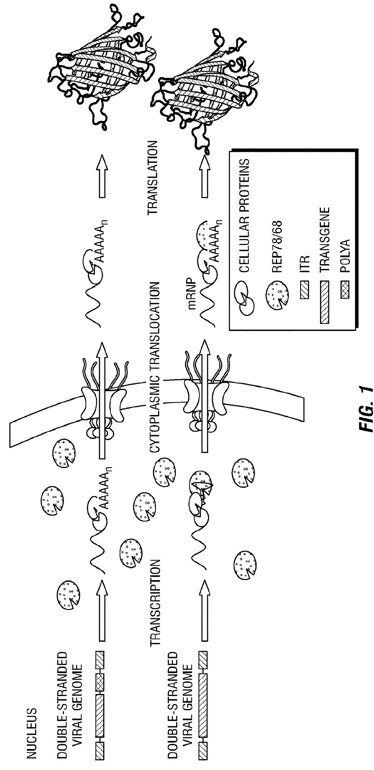 Hairpin mRNA elements and methods for the regulation of protein translation