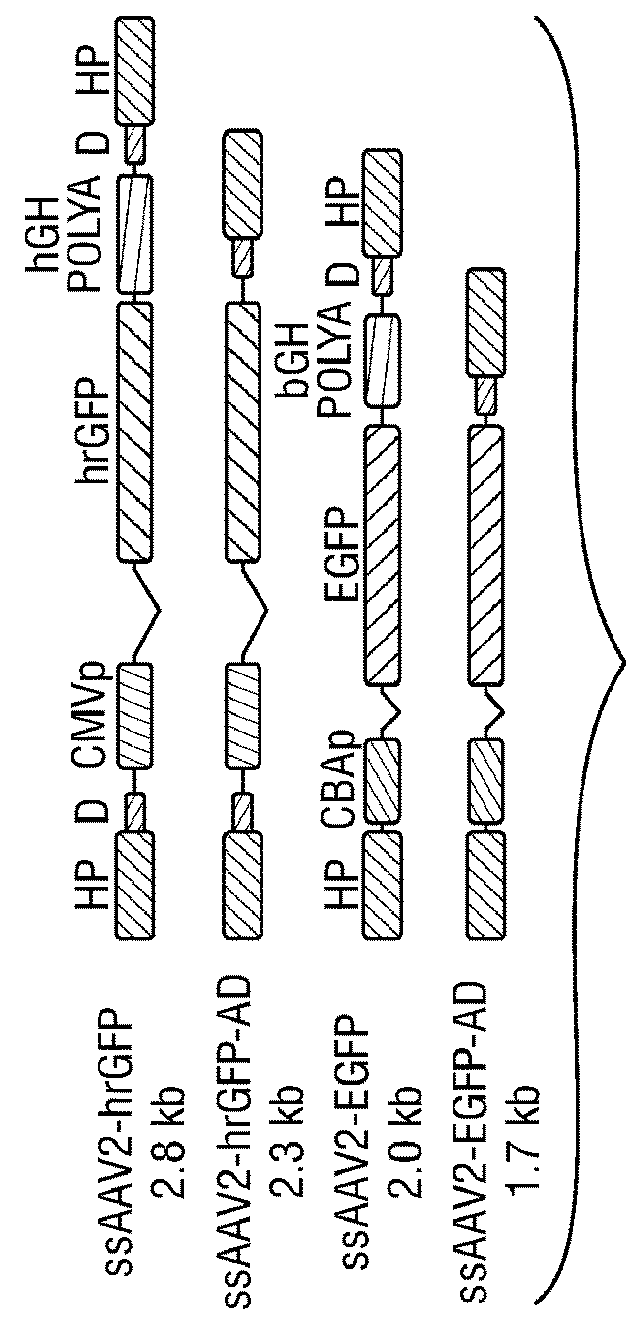 Hairpin mRNA elements and methods for the regulation of protein translation