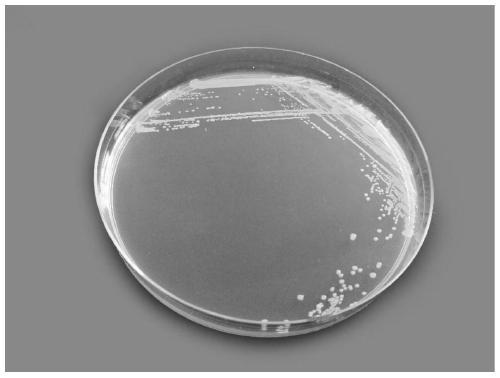 A kind of Lactobacillus reuteri and its application