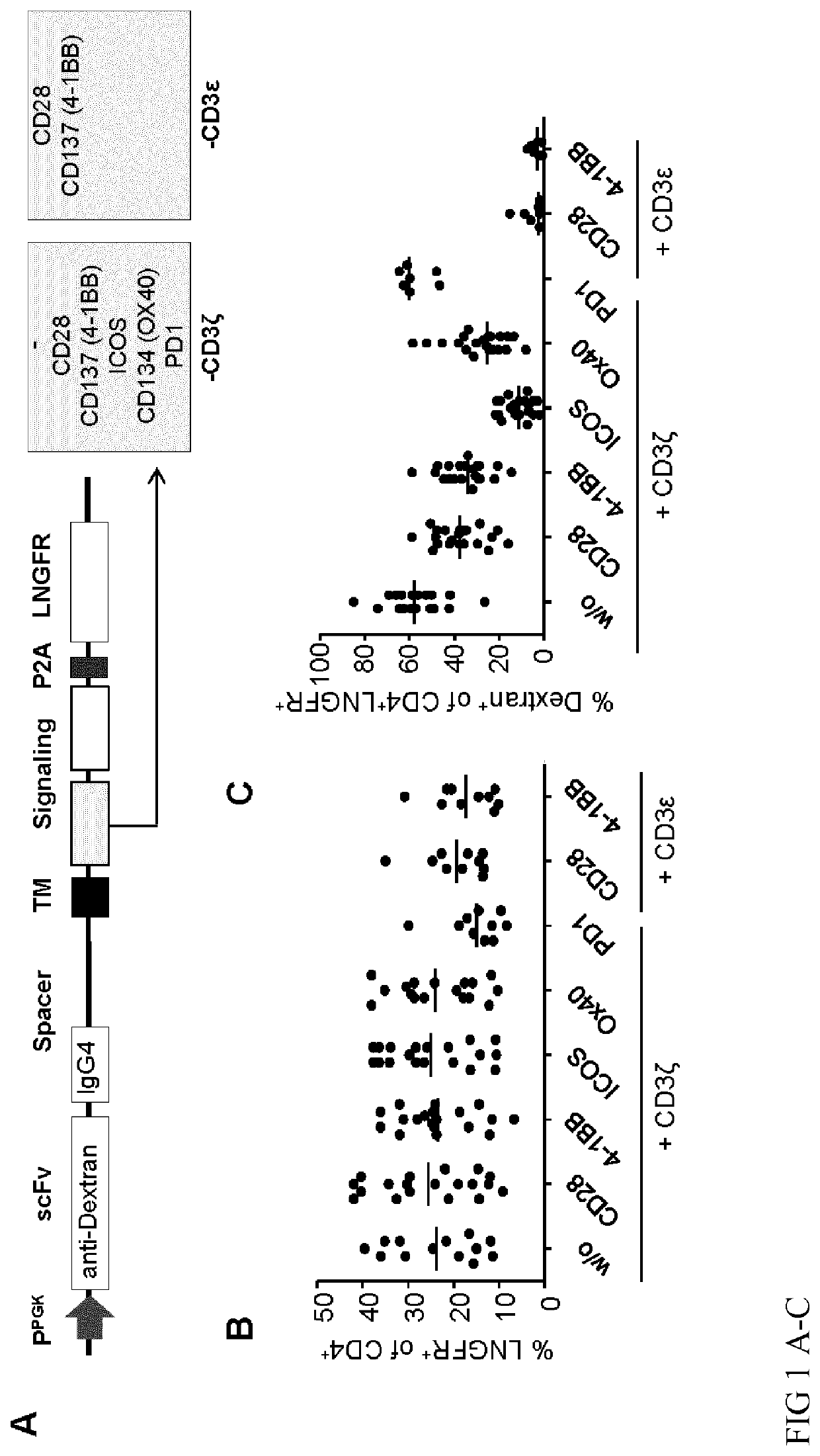 Regulatory T Cell Expressing a Chimeric Antigen Receptor