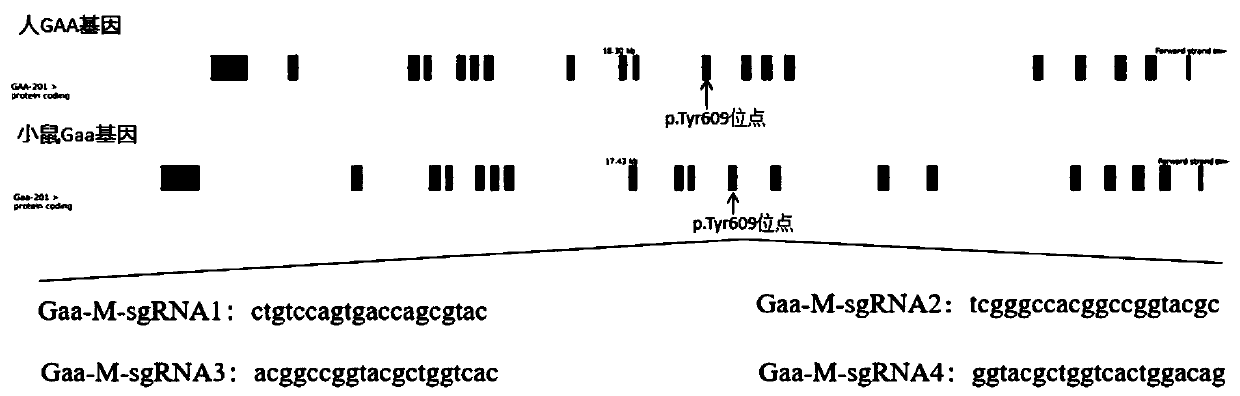 sgRNA guide sequence of specific targeting mouse Gaa gene and application of thereof