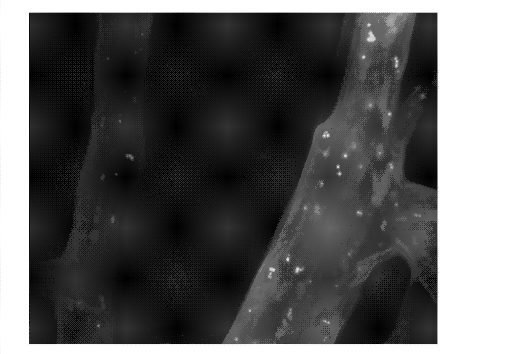 Application of stenotrophomonas rhizophila and cyclic dipeptide metabolite thereof