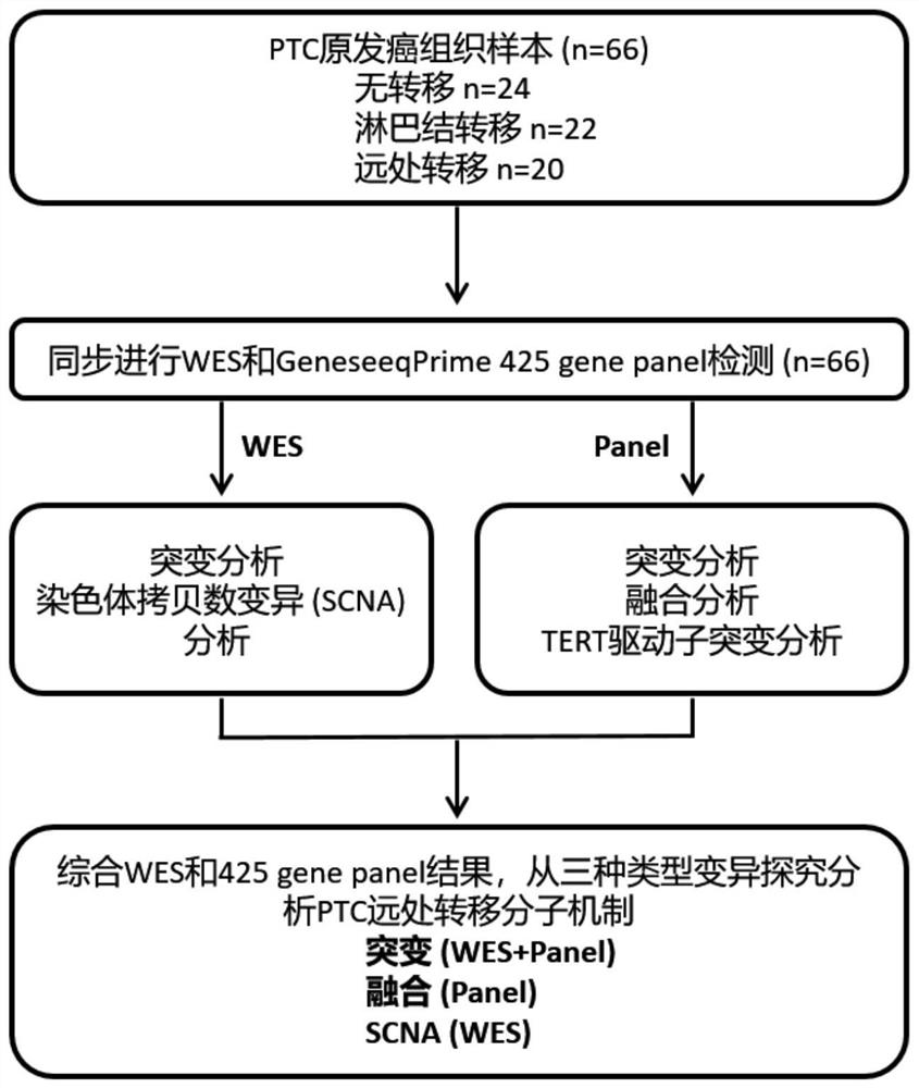 Molecular mutation prediction model, method and system for distant metastasis of thyroid papillary carcinoma