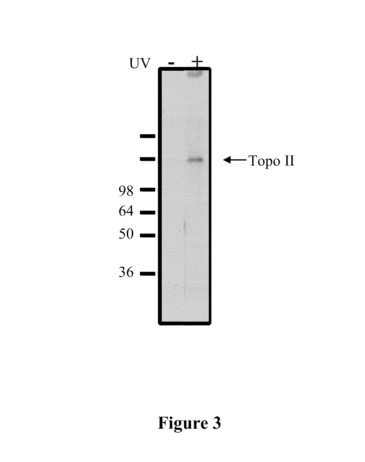 Compounds and therapeutical use thereof