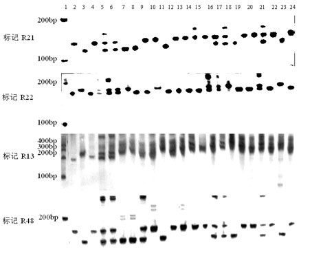 Molecular markers of rice stripe virus disease-resistant major gene locus qSTV11