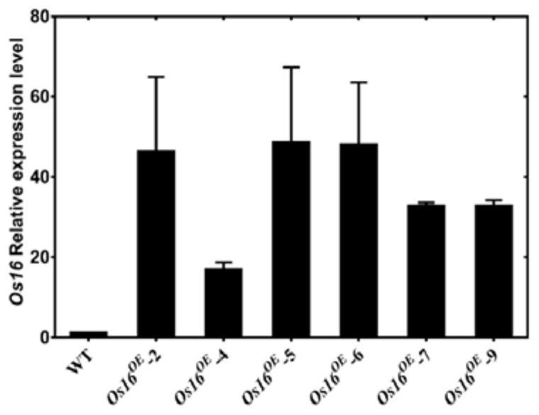 Rice salt stress-related gene os16 and its encoded protein and application