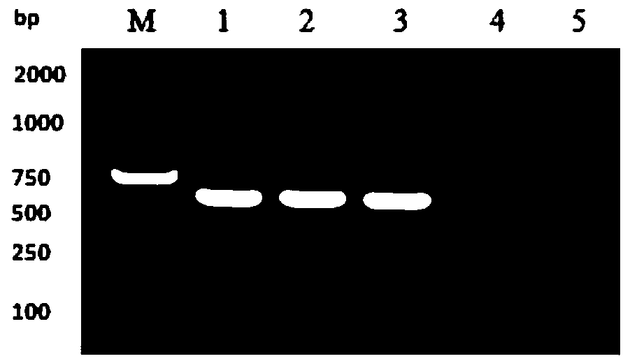 Recombinant protein and application thereof to preparation of porcine circovirus as well as porcine reproductive and respiratory syndrome virus vaccine