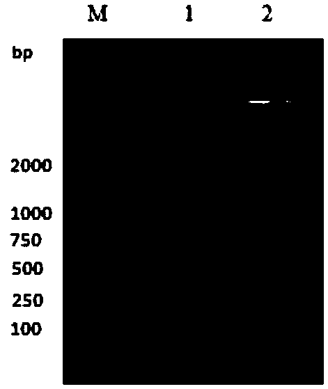 Recombinant protein and application thereof to preparation of porcine circovirus as well as porcine reproductive and respiratory syndrome virus vaccine