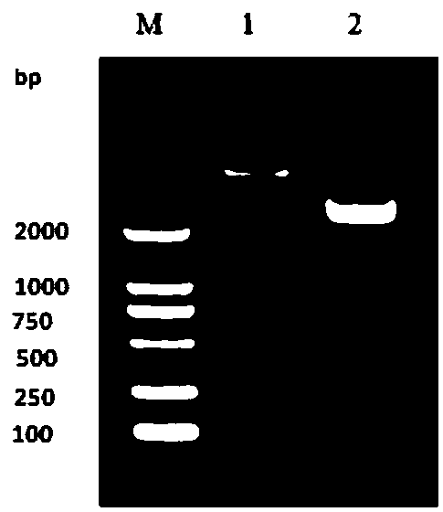 Recombinant protein and application thereof to preparation of porcine circovirus as well as porcine reproductive and respiratory syndrome virus vaccine