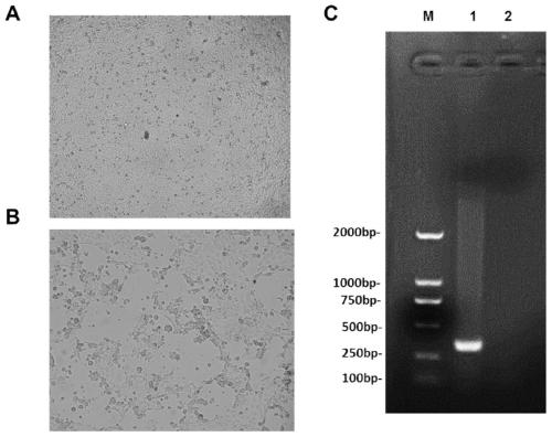 Bivalent attenuated vaccine for porcine epidemic diarrhea and porcine delta coronavirus and a preparation method thereof