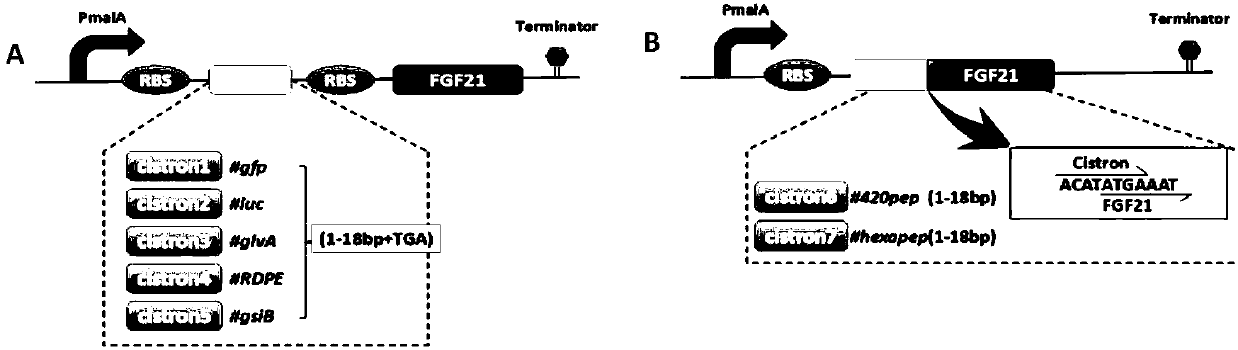 Expression box capable of efficiently achieving secretory expression of human FGF21 protein and application of expression box