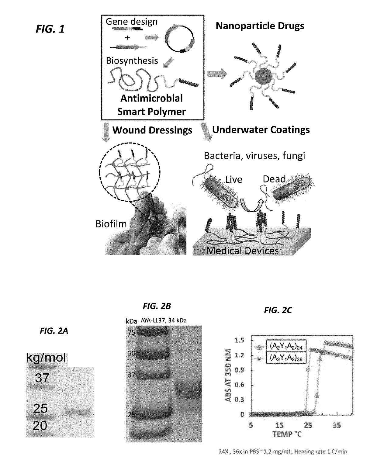 Antimicrobial biopolymer compositions, methods of synthesis, and applications of use