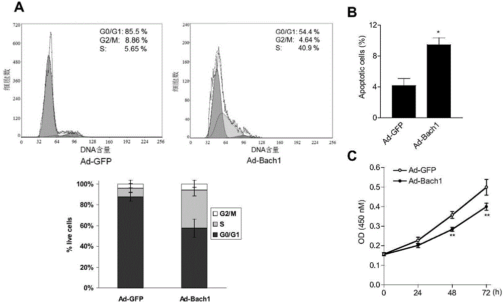 Application of protein Bach1 to preparation of cell Wnt signaling pathway inhibitor