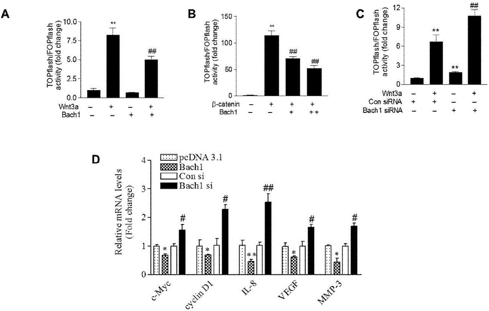 Application of protein Bach1 to preparation of cell Wnt signaling pathway inhibitor