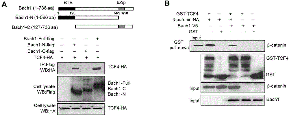 Application of protein Bach1 to preparation of cell Wnt signaling pathway inhibitor