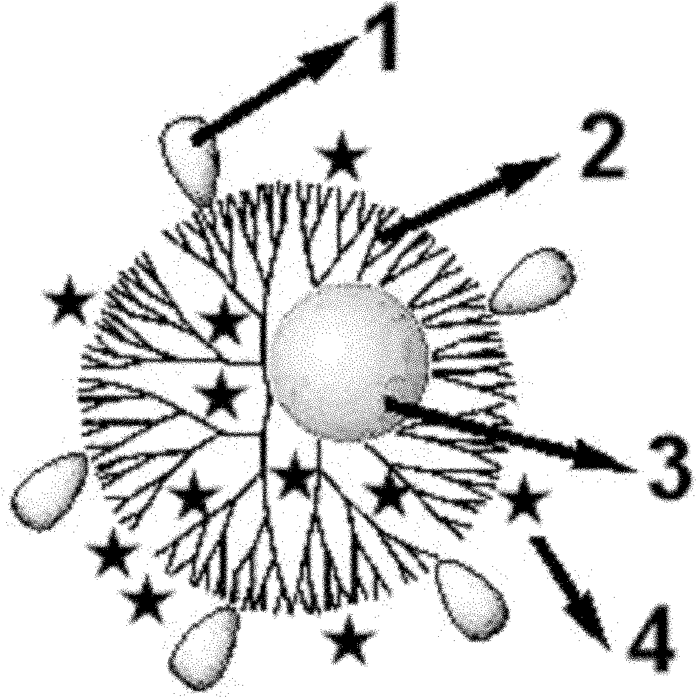 Gold and iodine element-supported arborescent macromolecular computed tomography (CT) targeted contrast medium and preparation thereof