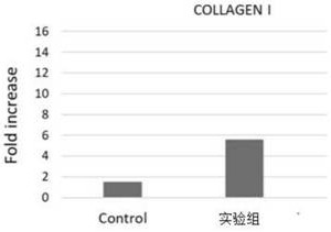 Beautying probiotic composition capable of promoting synthesis of hyaluronic acid and collagen